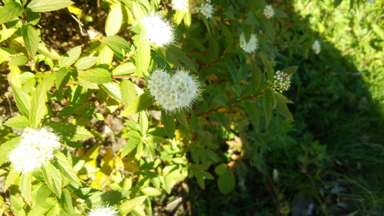 稲穂の花束 米の匠 みのりガーデン